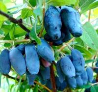 Жимолость съедобная Бакчарская юбилейная