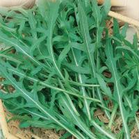 Сембат XXXL Двурядник тонколистный (индау, рукола) Гурман 3г