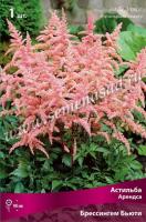 Астильба Арендса Брессингем Бьюти (I) 1 шт 