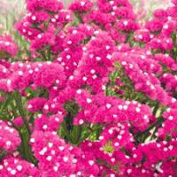 Лимониум Малиновое парфе 0,05 г