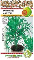 Пальма Трахикарпус Форчуна 5шт Пальма Трахикарпус Форчуна 5шт