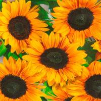 Аэлита Подсолнечник декоративный Везувий F1 5шт