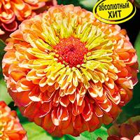 Аэлита Цинния Гиганты Бенари сэлмон роуз 7шт 