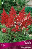 Астильба японская Ред Сентинел 
