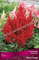 Астильба японская Монтгомери
