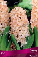 Гиацинт Садовый Одиссей (14/15) 3шт.