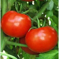 Томат Полфаст F1 1000 шт