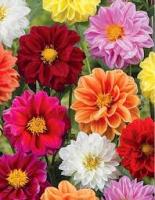 Аэлита Георгина Садовая ранняя, смесь сортов 0,3г 