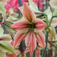 Амариллис простой Экзотик Стар 