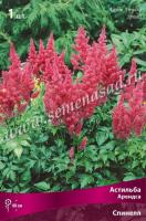 Астильба Арендса Спинелл (I) 1 шт