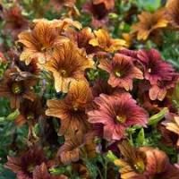 Аэлита Сальпиглоссис Кофе с молоком 7шт 