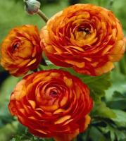 Гавриш Лютик (Ранункулюс) Цветущая долина оранжевая F1 3шт