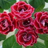 Аэлита Комн. Глоксиния Брокада ред 5шт 