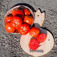 Seminis Фермерская Томат Таня F1 1000 шт