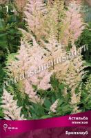 Астильба японская Бронзлауб