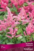 Астильба гибридная Файрберри