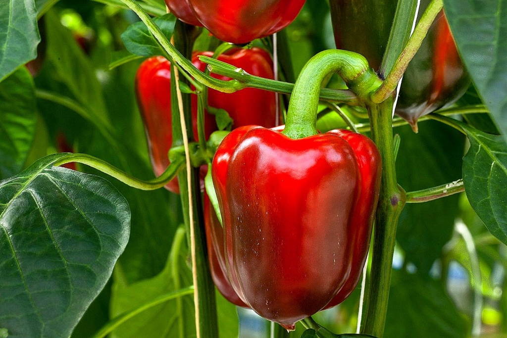 перец сладкий.jpg