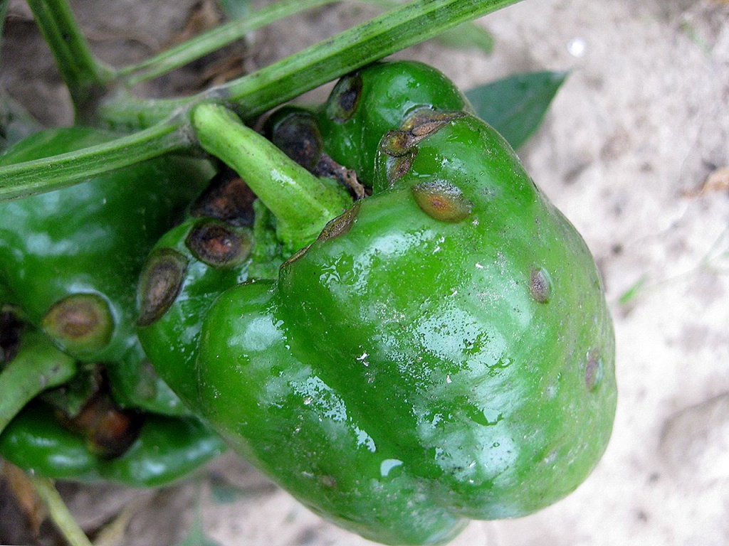 огуречная мозаика перца2