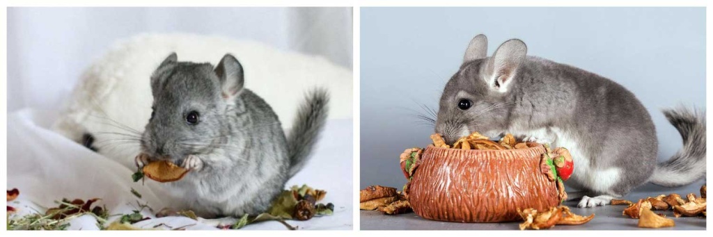 рацион.jpg рацион.jpg