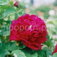 гранатовый браслет