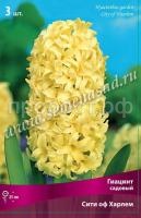 Гиацинт Сити ов Харлем Гиацинт Сити ов Харлем