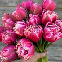 bdj963ws26rc21n8lr7ja7pi2zttajgz bdj963ws26rc21n8lr7ja7pi2zttajgz