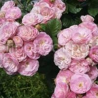 1dab4a3671411997e2956c2feed5418c