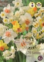 нарцисс микс нарцисс микс