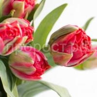 тюльпан памплона тюльпан памплона