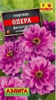 георгина опера фиолетовая1 георгина опера фиолетовая1