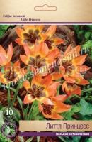 Тюльпан Ботанический Литтл Принцесс (медно-оранж с коричн-чёрн центром, обвед, 10шт, 6-7) 732333 Тюльпан Ботанический Литтл Принцесс (медно-оранж с коричн-чёрн центром, обвед, 10шт, 6-7) 732333