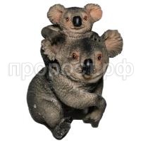 коала коала