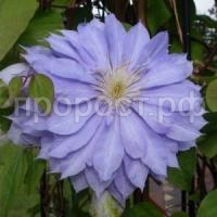 клематис дэннис дабл