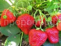 елизавета 2 елизавета 2