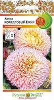 астра коралловый ежик