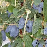 НоменклатураПрисоединенныеФайлы