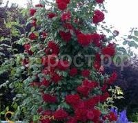 Без названия