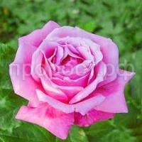 Без названия