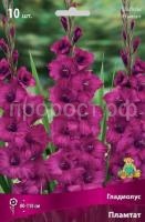 Гладиолус Пламтат