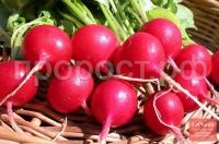 Редис Жара