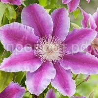 Clematis_Doctor_Ruppel