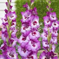 n8633w6ocey7cyulply9fknty0td49qr