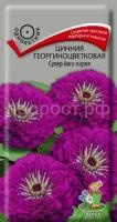 Цинния георгиноцветковая Супер йога парпл