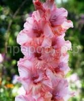 Без названия