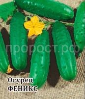 Огурец Феникс 10 г Огурец Феникс 10 г
