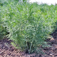 Укроп аллигатор Укроп аллигатор