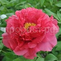 пион райзинг сан