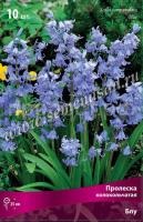 Пролеска колокольчатая Блу (голубая, 10шт, 7-8) 440197 Пролеска колокольчатая Блу (голубая, 10шт, 7-8) 440197