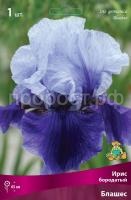Ирис бородатый Блашес_бордо