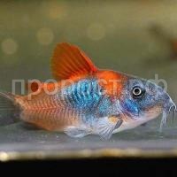 Рыба Коридорас золотистый